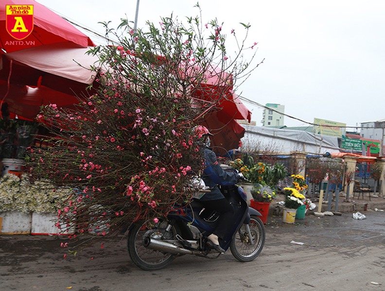 Đào Nhật Tân nở sớm, tràn ngập chợ hoa Quảng Bá